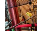 Adopt Locomotion a Canary