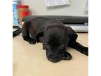 Adopt Poncho a Black Labrador Retriever