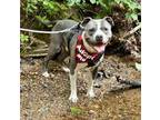 Adopt GIFFORD a Pit Bull Terrier