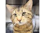 Adopt Mr Ginormous a Domestic Short Hair