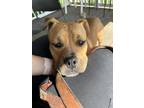 Adopt VINNY a Pit Bull Terrier, Mixed Breed