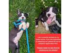 Adopt LOUIE a Pit Bull Terrier, Mixed Breed