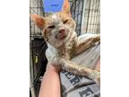 Adopt Mr Biscuits a Domestic Short Hair