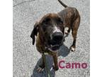 Adopt Camo a Hound, Mixed Breed