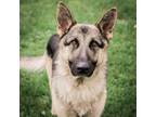 Adopt Jacobi a German Shepherd Dog, Mixed Breed