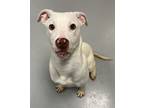 Adopt Jake a Pit Bull Terrier