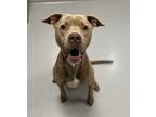 Adopt Amos a Pit Bull Terrier