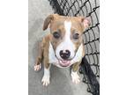 Adopt Rockwell a Pit Bull Terrier