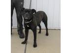 Adopt A760659 a Pit Bull Terrier