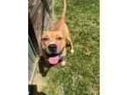 Adopt CHARTER a Boxer, Mixed Breed
