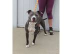 Adopt PER MY LAST EMAIL a Pit Bull Terrier