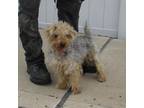 Adopt A760650 a Fox Terrier, Yorkshire Terrier
