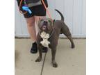 Adopt PEABODY a Pit Bull Terrier, Mixed Breed
