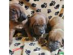 Redbone Coonhound Puppy for sale in Steuben, WI, USA