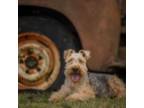Akc Reg. Welsh Terrier Puppy
