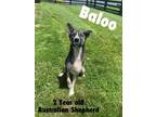 Adopt Baloo a Australian Shepherd