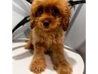 Cavapoo Puppy for sale in Queens, NY, USA