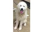 Adopt George a Great Pyrenees