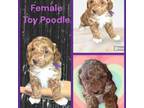 Poodle (Toy) Puppy for sale in Sardis, TN, USA