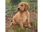 Labradoodle Puppy for sale in New Castle, IN, USA