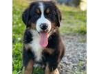 Bernese Mountain Dog Puppy for sale in Stanford, KY, USA