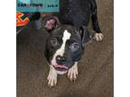 Adopt Pocket a Pit Bull Terrier