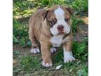Olde English Bulldogge Puppy for sale in Rossville, GA, USA