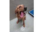 Adopt Hooch a Bullmastiff, Bluetick Coonhound