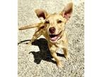 Adopt Ritz a Terrier, Mixed Breed