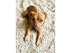 Adopt Ming a Terrier, Mixed Breed