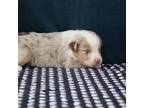 Australian Shepherd Puppy for sale in Fair Play, MO, USA