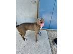 Adopt Gooby a Pit Bull Terrier, Mixed Breed