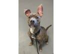 Adopt Leo a Pit Bull Terrier, Mixed Breed