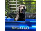 Labrador Retriever Puppy for sale in Stroudsburg, PA, USA