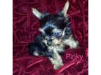 Yorkshire Terrier Puppy for sale in Greensboro, NC, USA