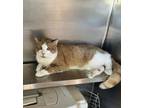 Adopt MILO WORKING CAT a Domestic Short Hair