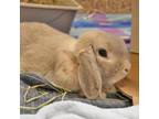 Adopt Stanley a Holland Lop