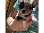 Chihuahua Puppy for sale in Teutopolis, IL, USA