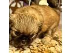 Shih Tzu Puppy for sale in Round Rock, TX, USA