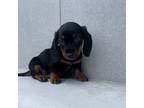 Dachshund Puppy for sale in Chula Vista, CA, USA