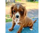 Cavapoo Puppy for sale in Marysville, KS, USA