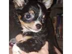 Chihuahua Puppy for sale in Rocky Mount, VA, USA
