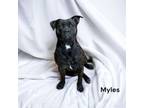 Adopt Myles a Staffordshire Bull Terrier, Mixed Breed