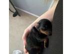 Yorkshire Terrier Puppy for sale in Massillon, OH, USA