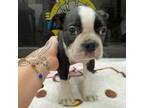 Boston Terrier Puppy for sale in Wellington, FL, USA