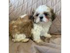 Shih Tzu Puppy for sale in Edon, OH, USA