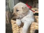 Golden Retriever Puppy for sale in Molena, GA, USA