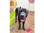Adopt French Toast a Cane Corso, Mixed Breed