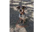 Adopt Jax Max a Australian Shepherd, Hound