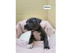Adopt Winton a Pit Bull Terrier, Mixed Breed